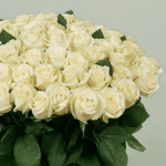 Heavenly White Roses (1)