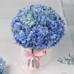 Hydrangea Harmony
