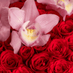 Romance de Rosa (4)