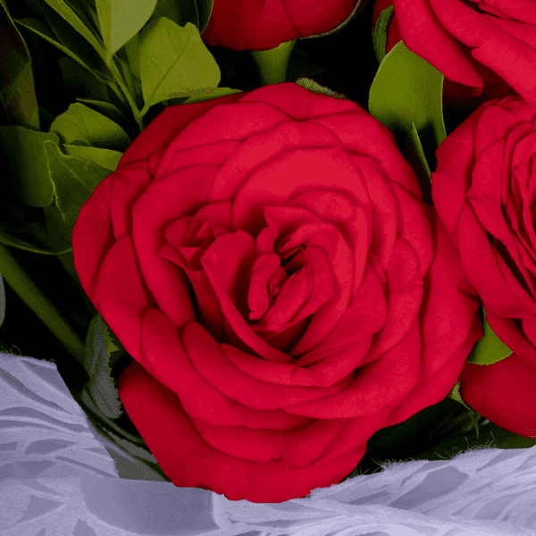 Vibrant red roses with fresh green leaves, elegantly wrapped in white non-woven paper and tied with a bright red satin ribbon.
